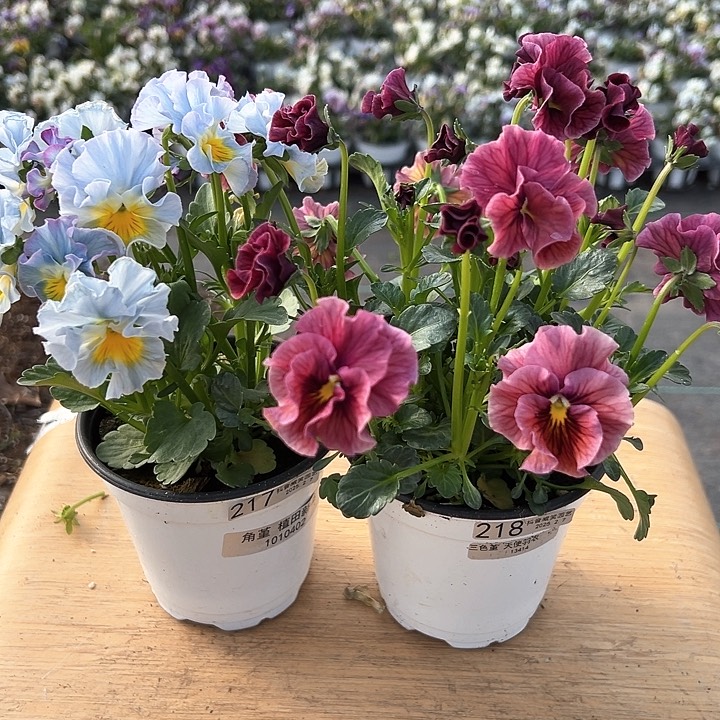 水晶抖音直播闪拍217-218