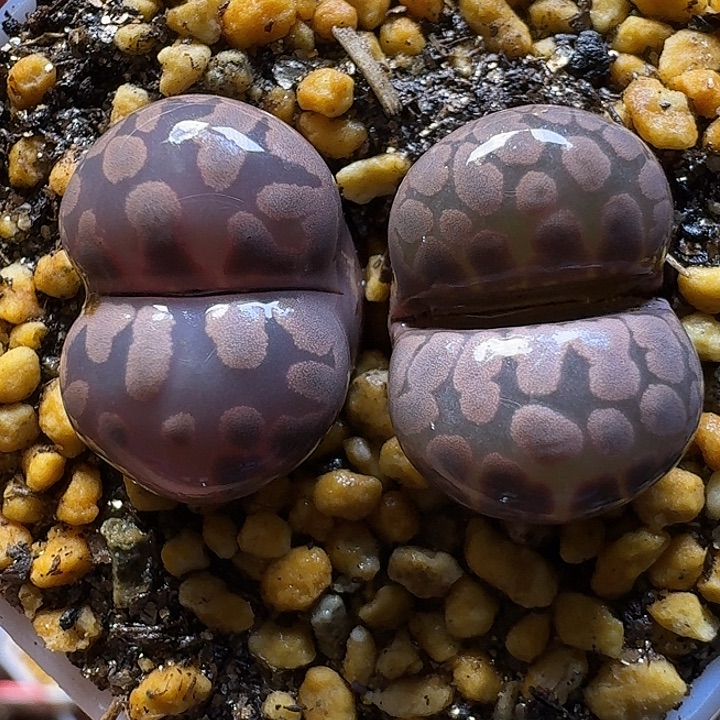 生石花11111122。   280