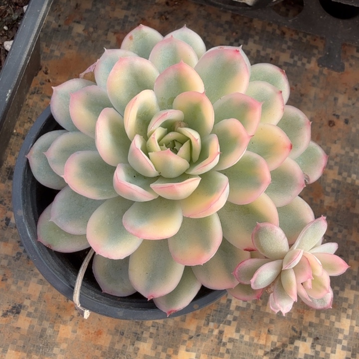 草莓冰锦模特腹轮锦