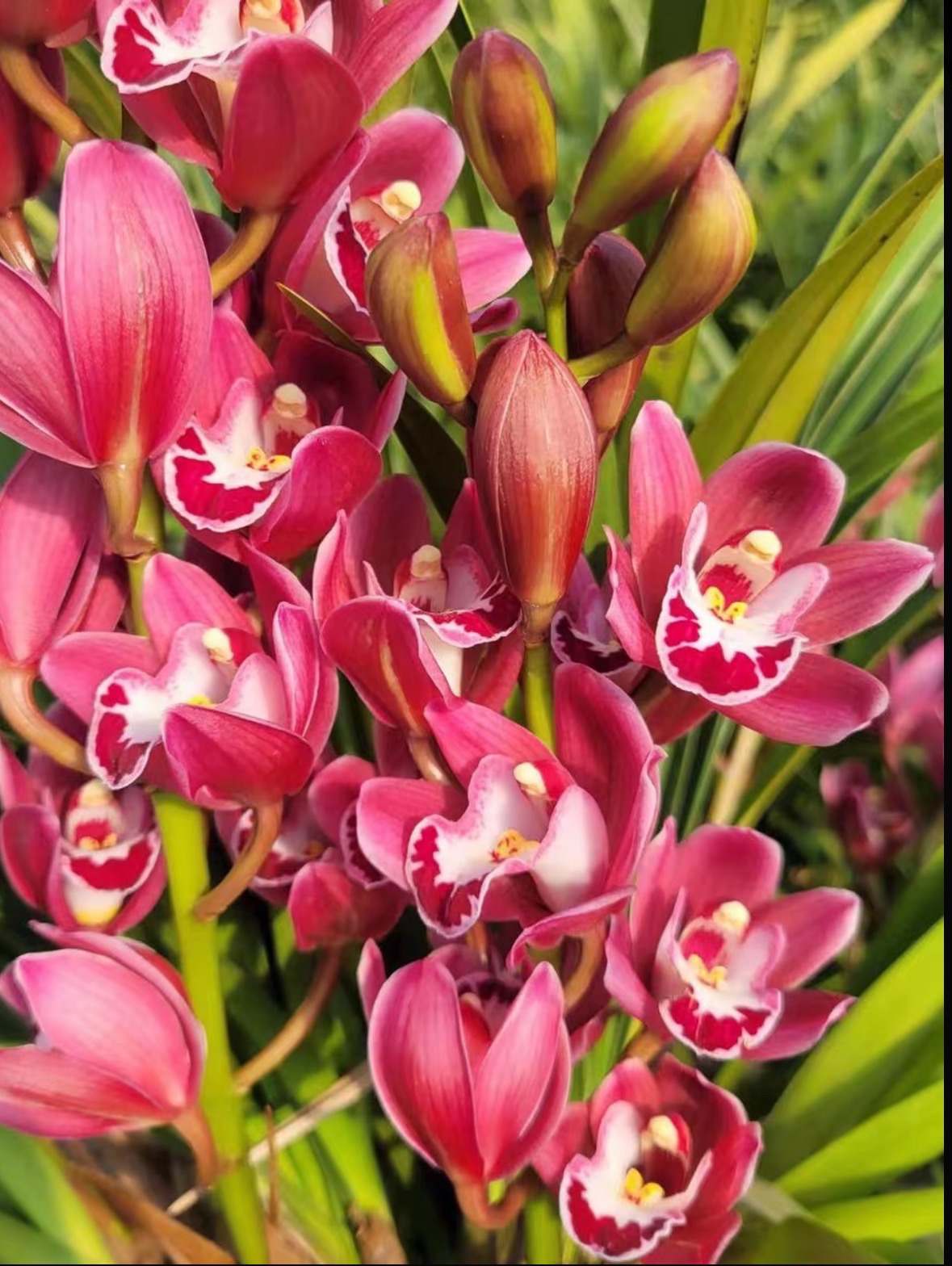 【年宵花大将军2-3花】蕙兰高端兰花浓香型好养易活室内外精品盆栽