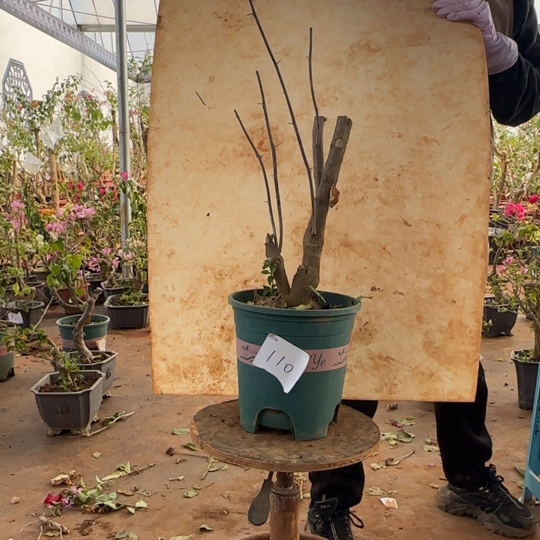 大部分开放少量花苞柠檬黄 110脱