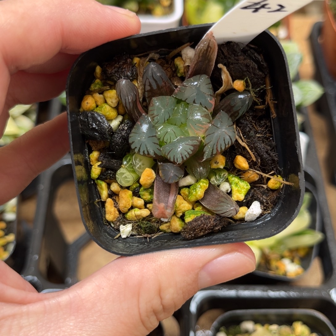 42冰灯玉露锦一物一拍