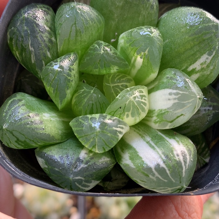 苏州玉露锦带盆土发货