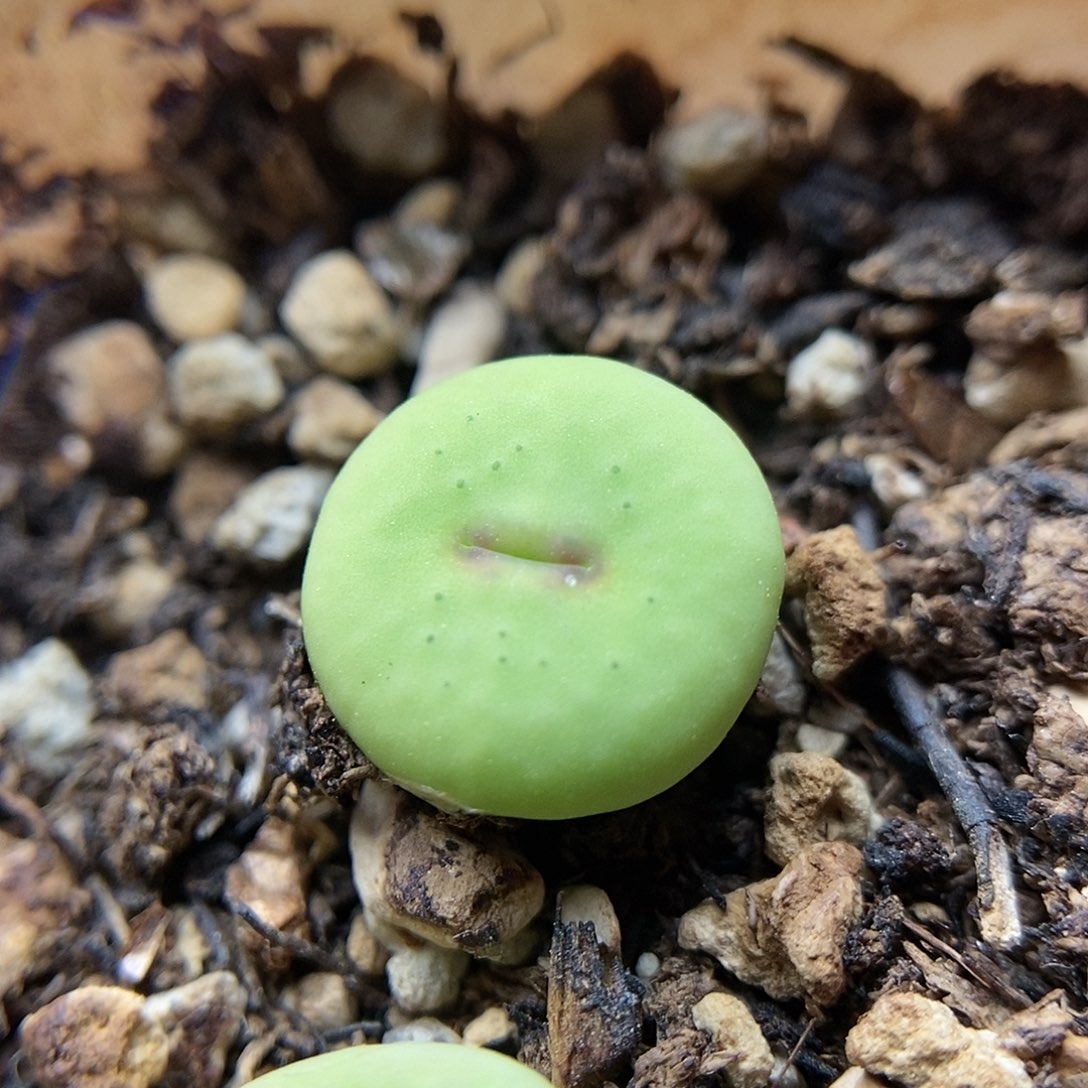 小红嘴一颗2.5年满35包邮