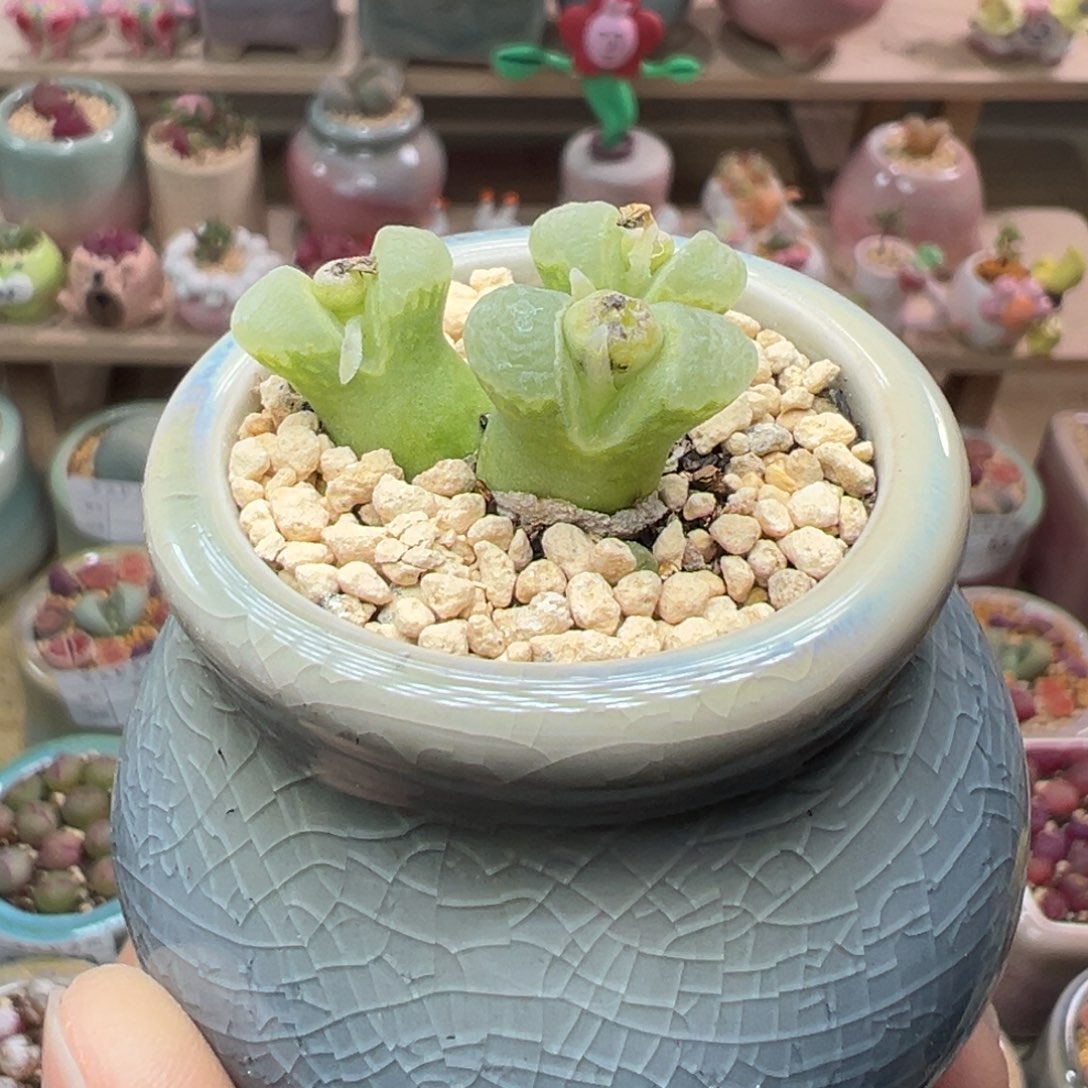 多肉植物94号三头奶瓶