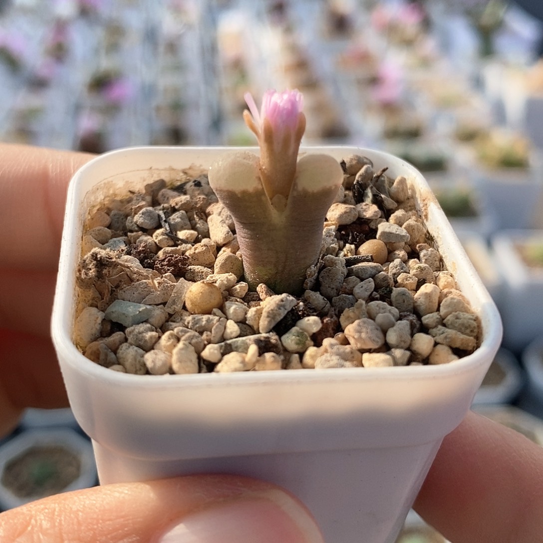 一物一拍y080磁铁一颗