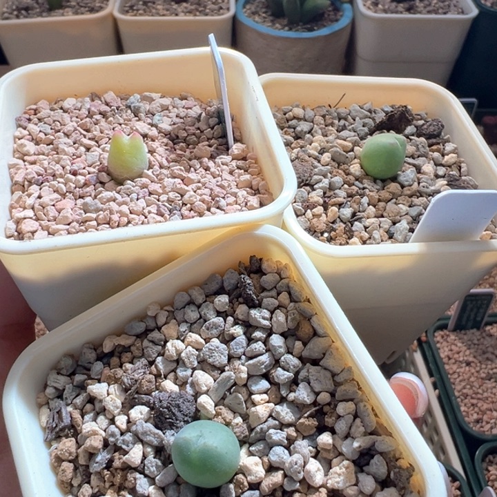 314。 iss专拍sh458。 