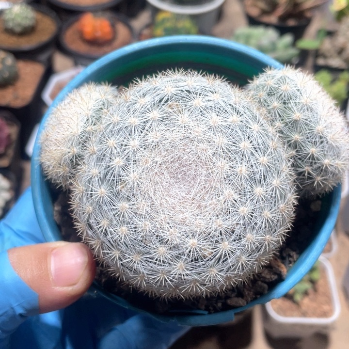 708实生大满月仙人球