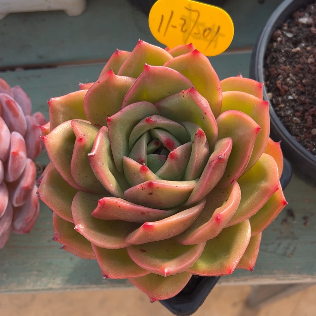 11-27-01狮子王多肉植物