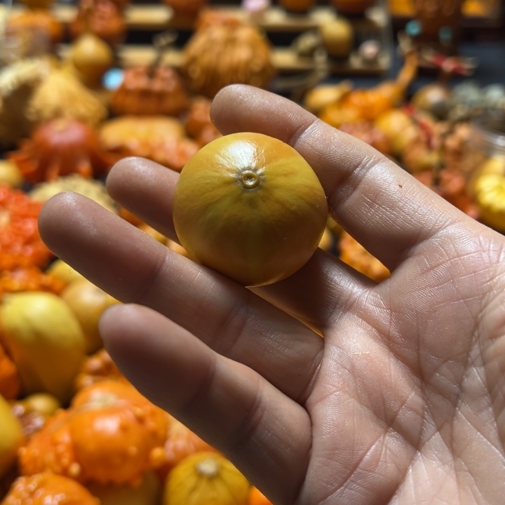 西瓜球双色墨西哥葫芦