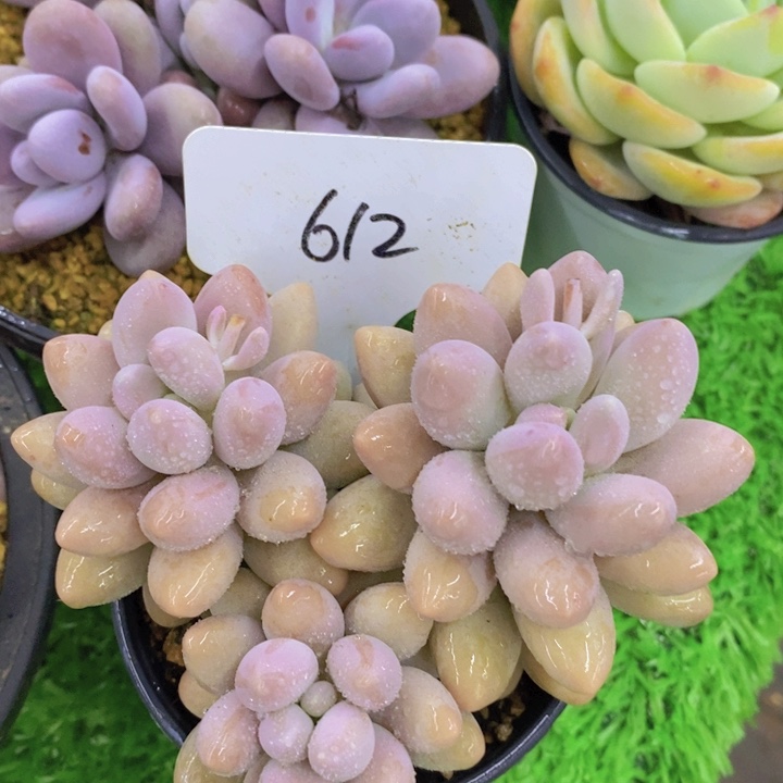 多肉植物开心多肉