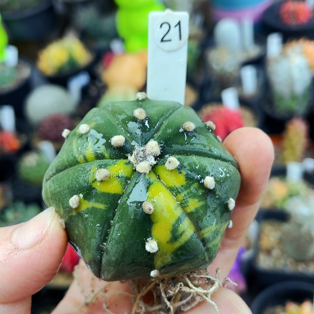 非偏远地区满25包邮仙人球