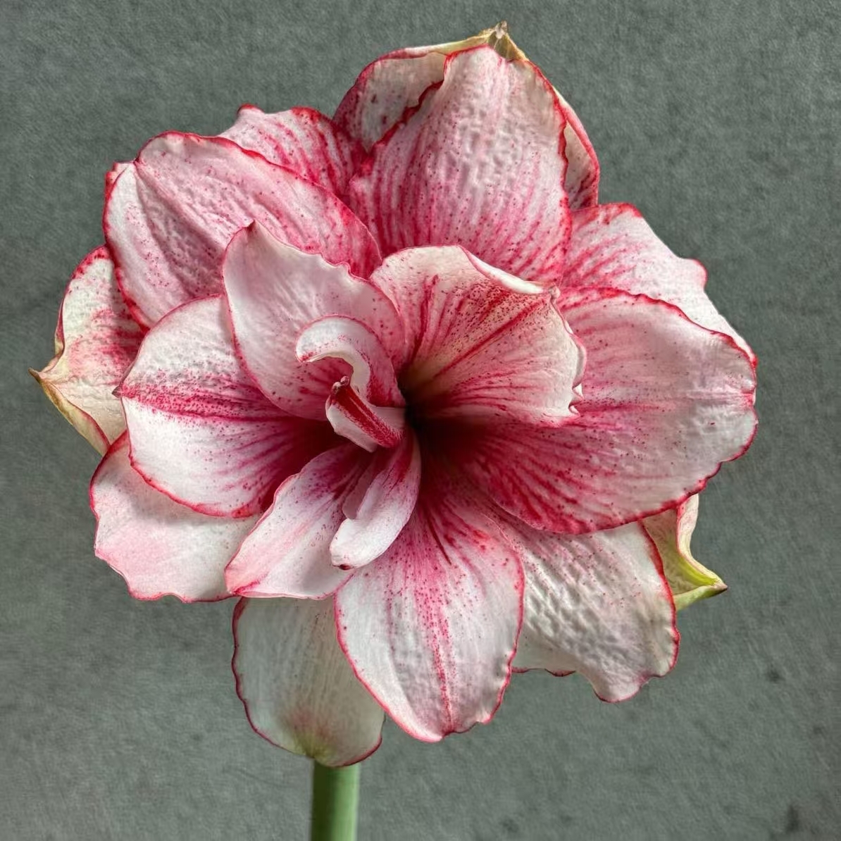 S孤挺花园 Joyful 裸球