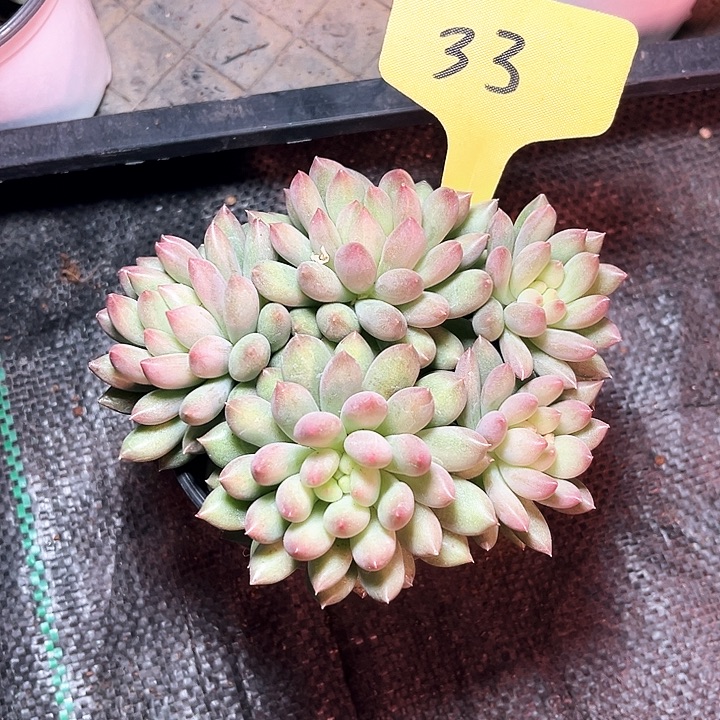 岩子33号码牌子的话题