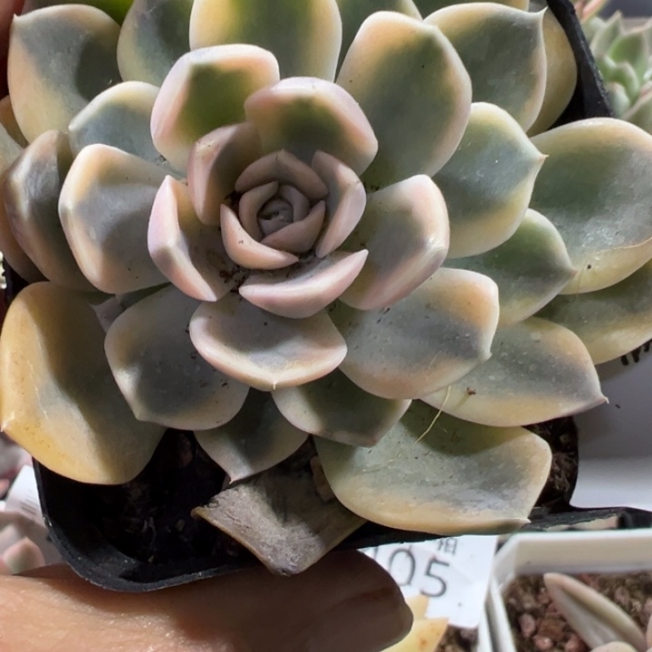 汉堡锦多肉植物418