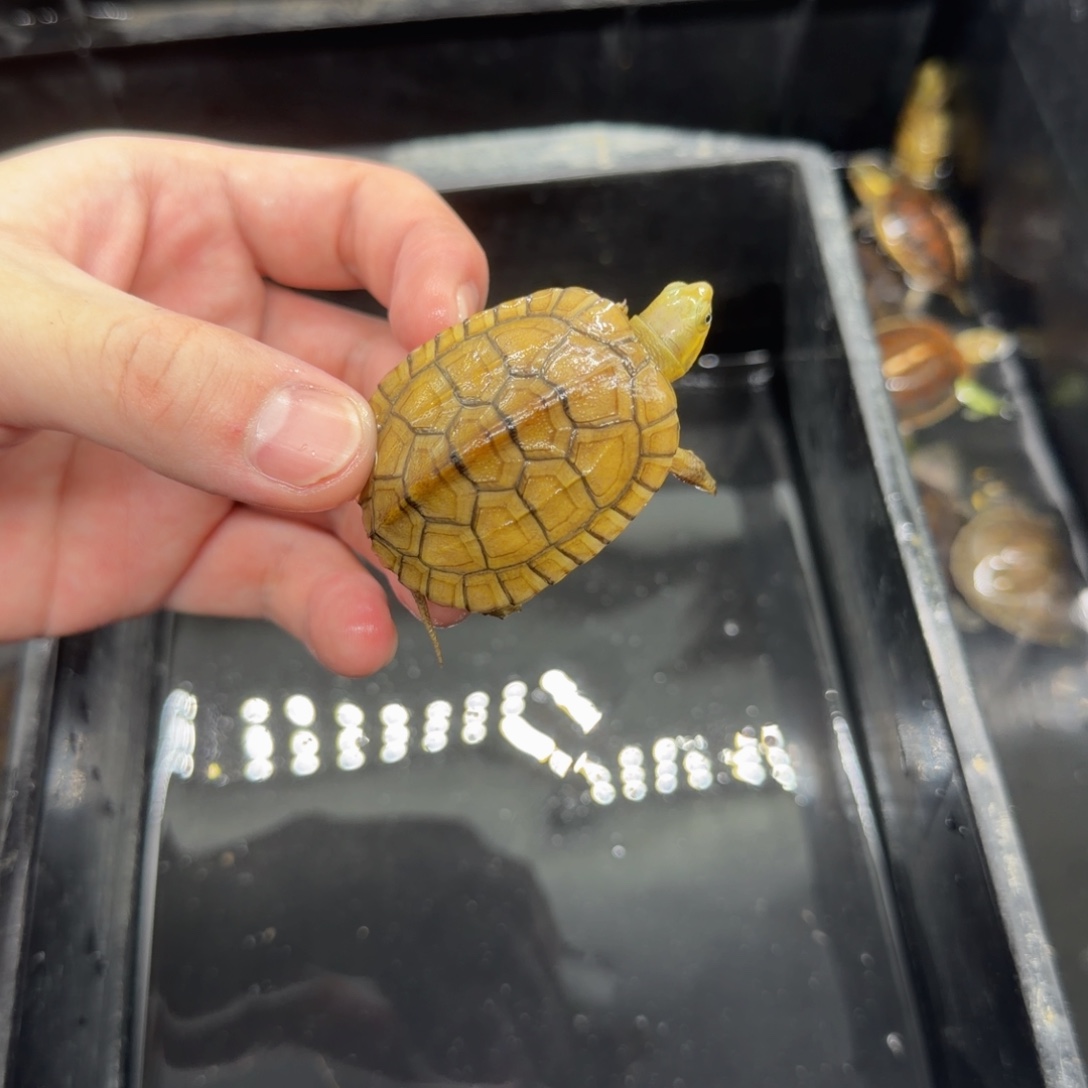 宠物龟不分公母小青