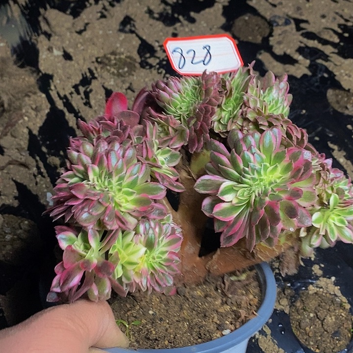 火龙果老桩缀化828号