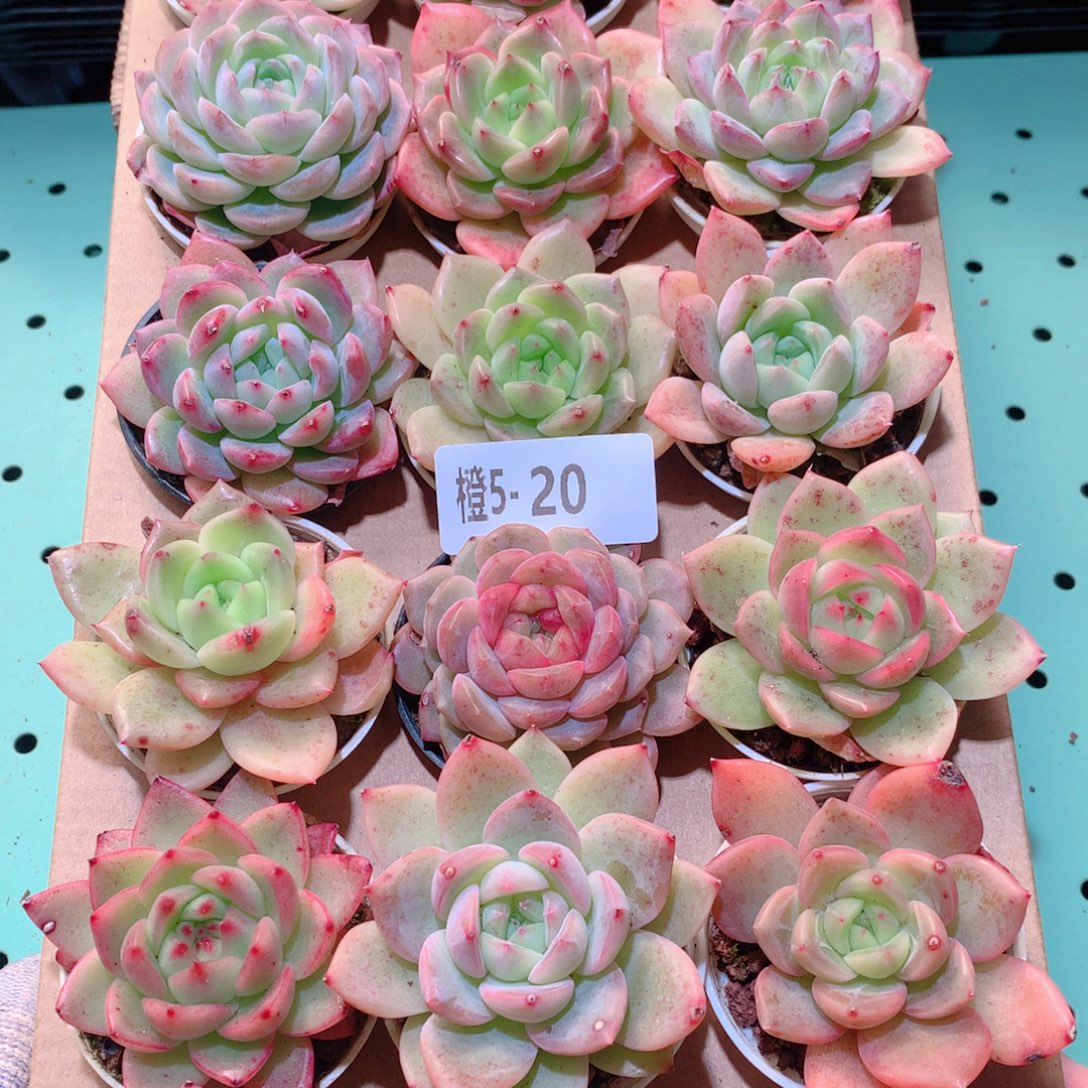 5-20一物一拍多肉带盆18颗