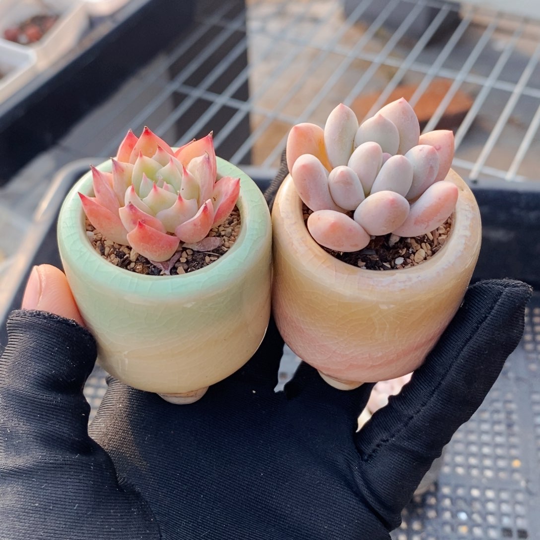 3302--一物一拍 带盆