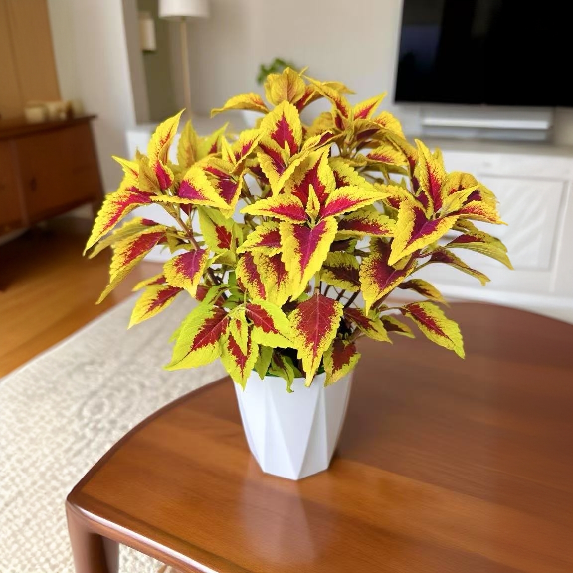 金碧辉煌大金彩叶四季长红绿植耐旱好养盆栽地栽大金边红观叶绿植