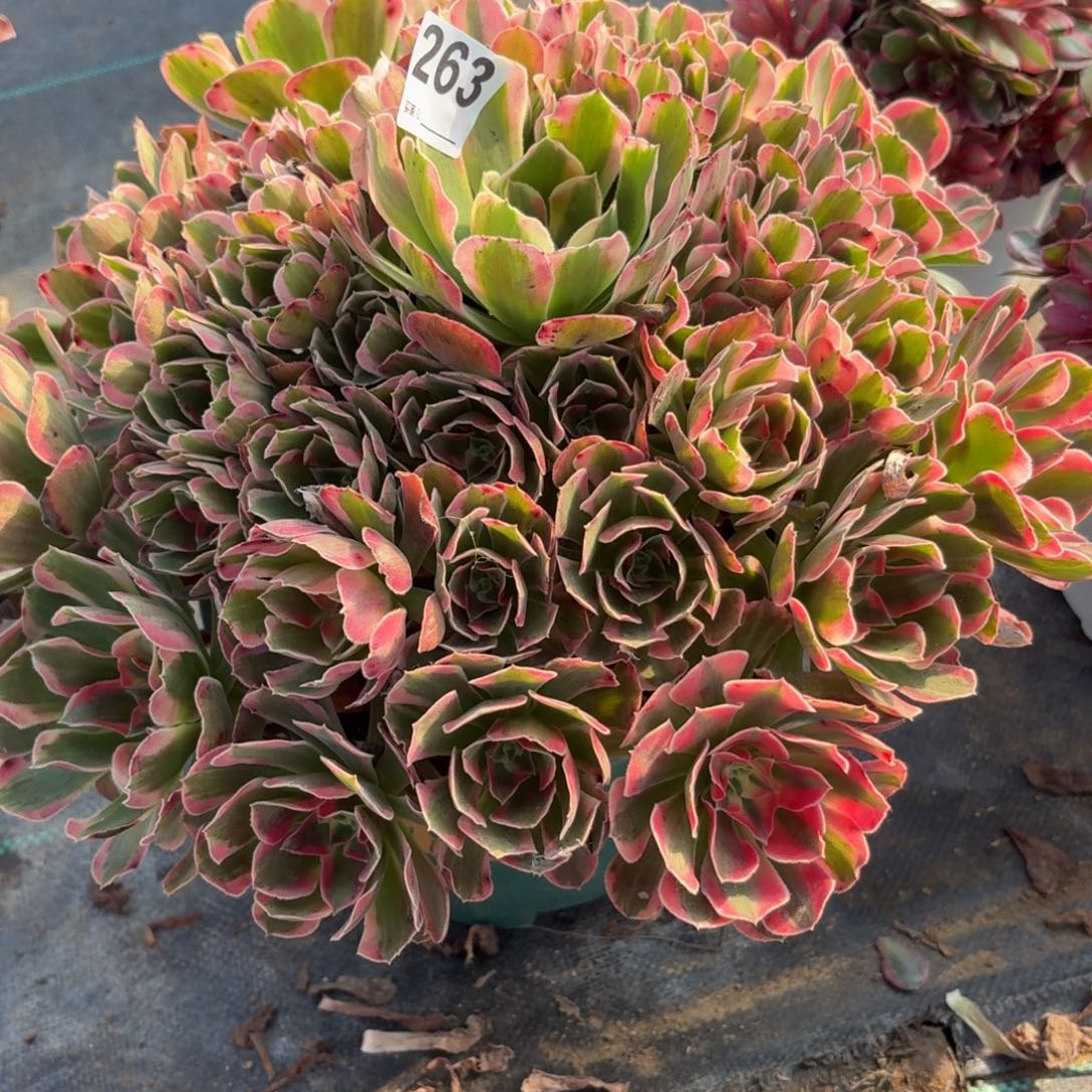 263大女妖多肉植物发货