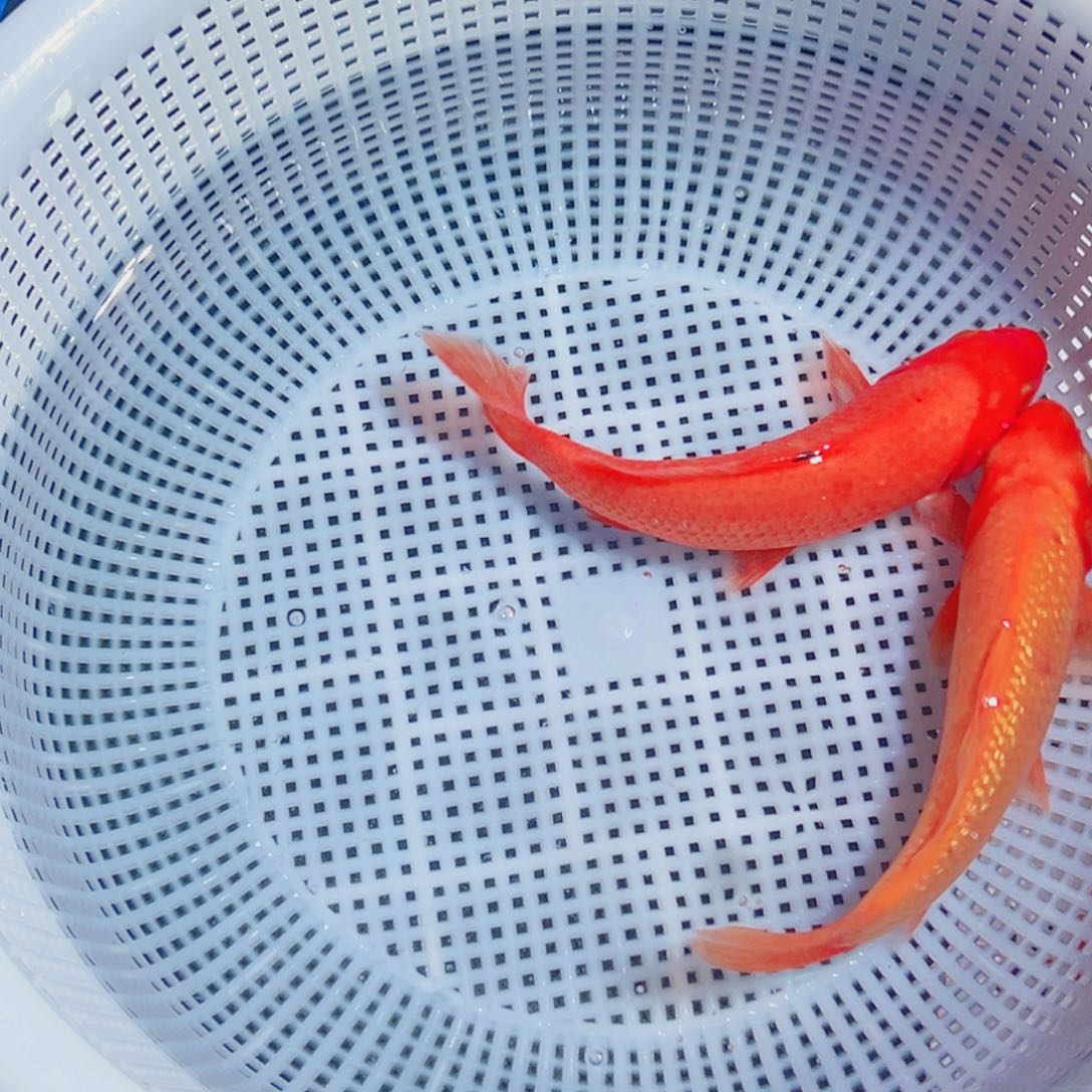 锦鲤锦鲤观赏鱼1111