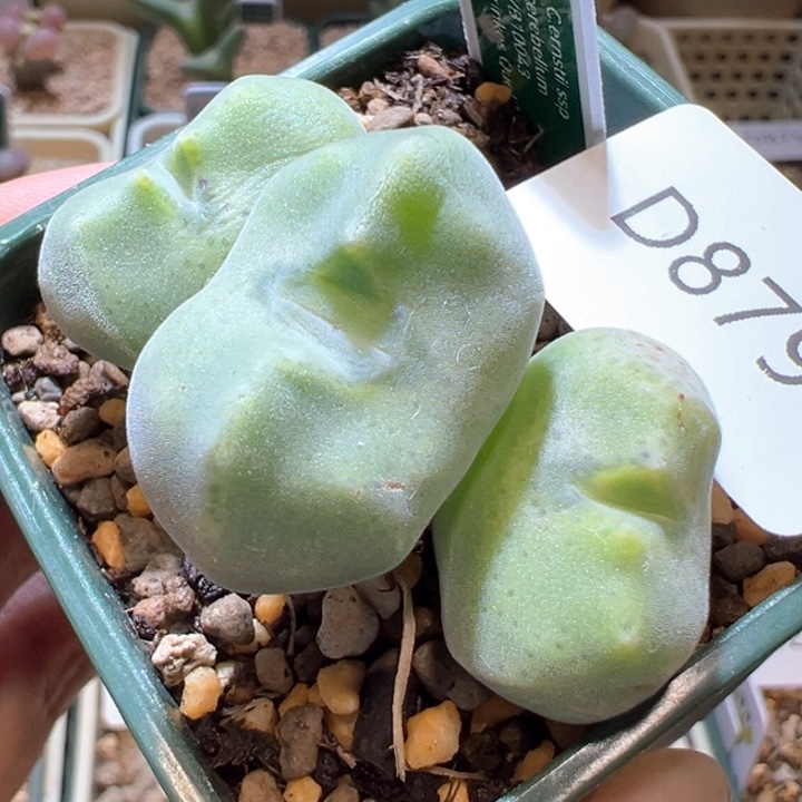 879。  优选大母本2.7超大尺寸绿豆糕