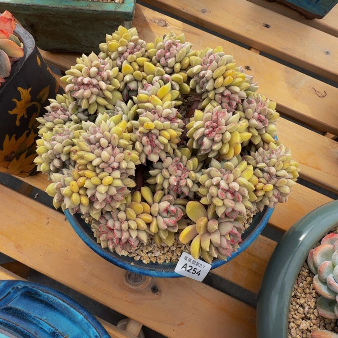 怒**豆a 254璀璨璀璨缀化有瑕疵