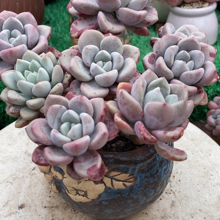 花瓣鹿整无砍多肉