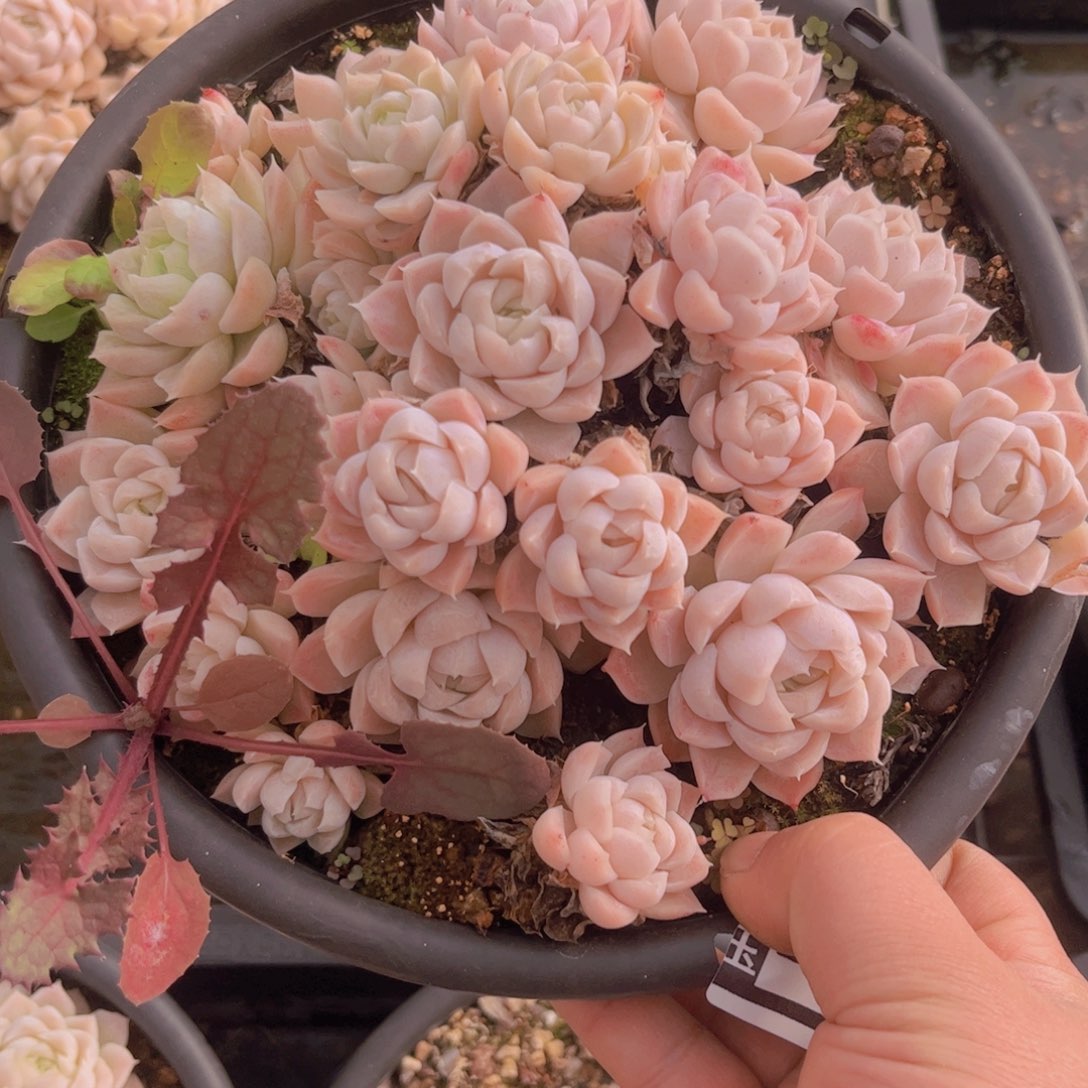 蜂***球白月影不包整28144