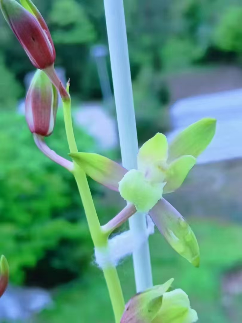 高端铭品荷型花瓣浓香型兰花直播间一人一拍