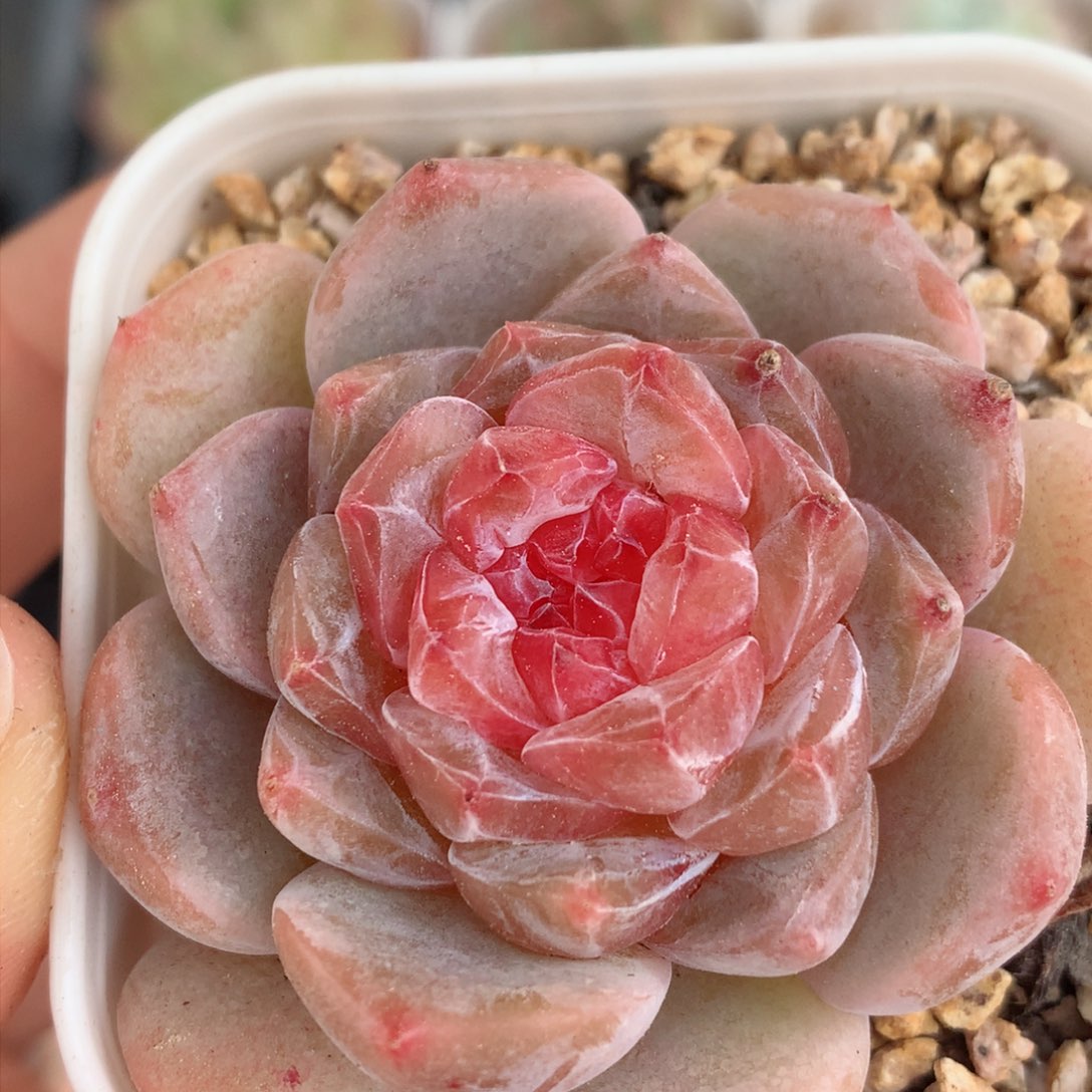 30糖心58包邮  群生不包整