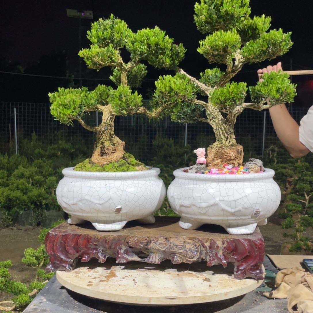 完全开放抬****光黄杨盆景