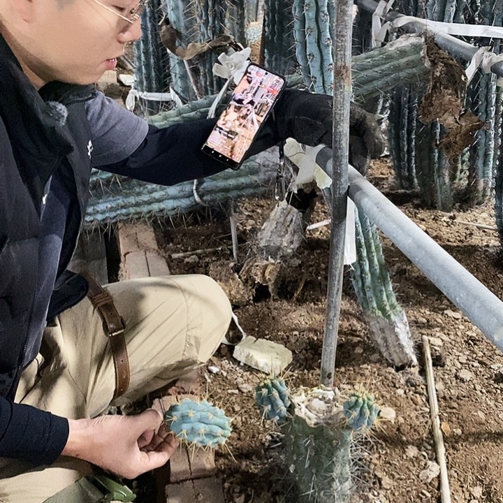 实***爱佛塔柱小侧芽1颗。    