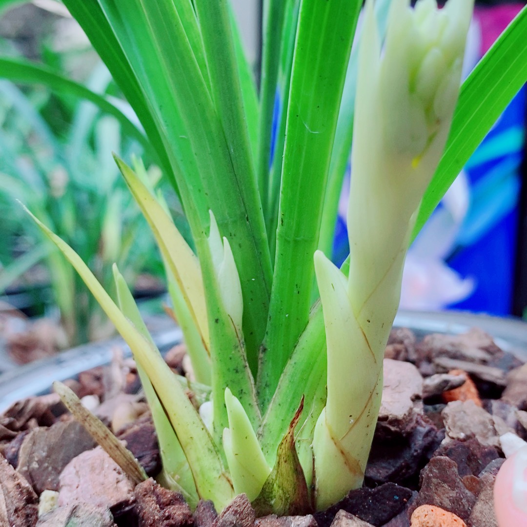 当前无花栽培后可以开花