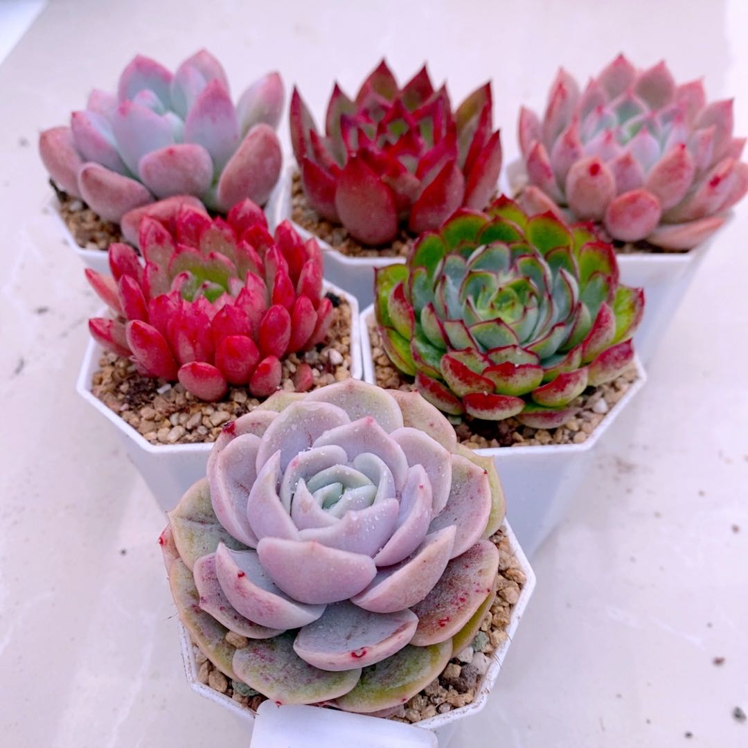 多肉植物 指定六颗  带 盆 栽好（6厘米左右）