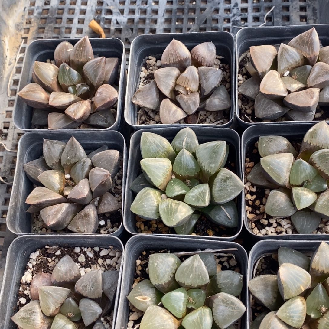 504 十二卷一颗大日月潭 