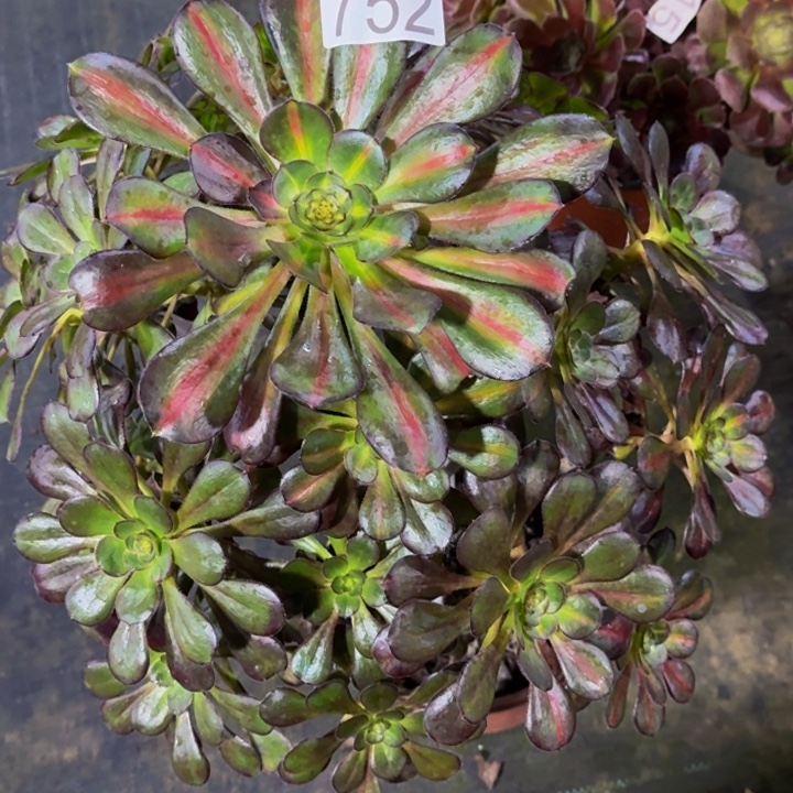 000000000752晚霞多肉植物