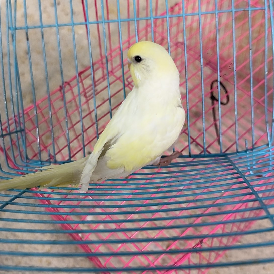 虎皮鹦鹉金白黑母