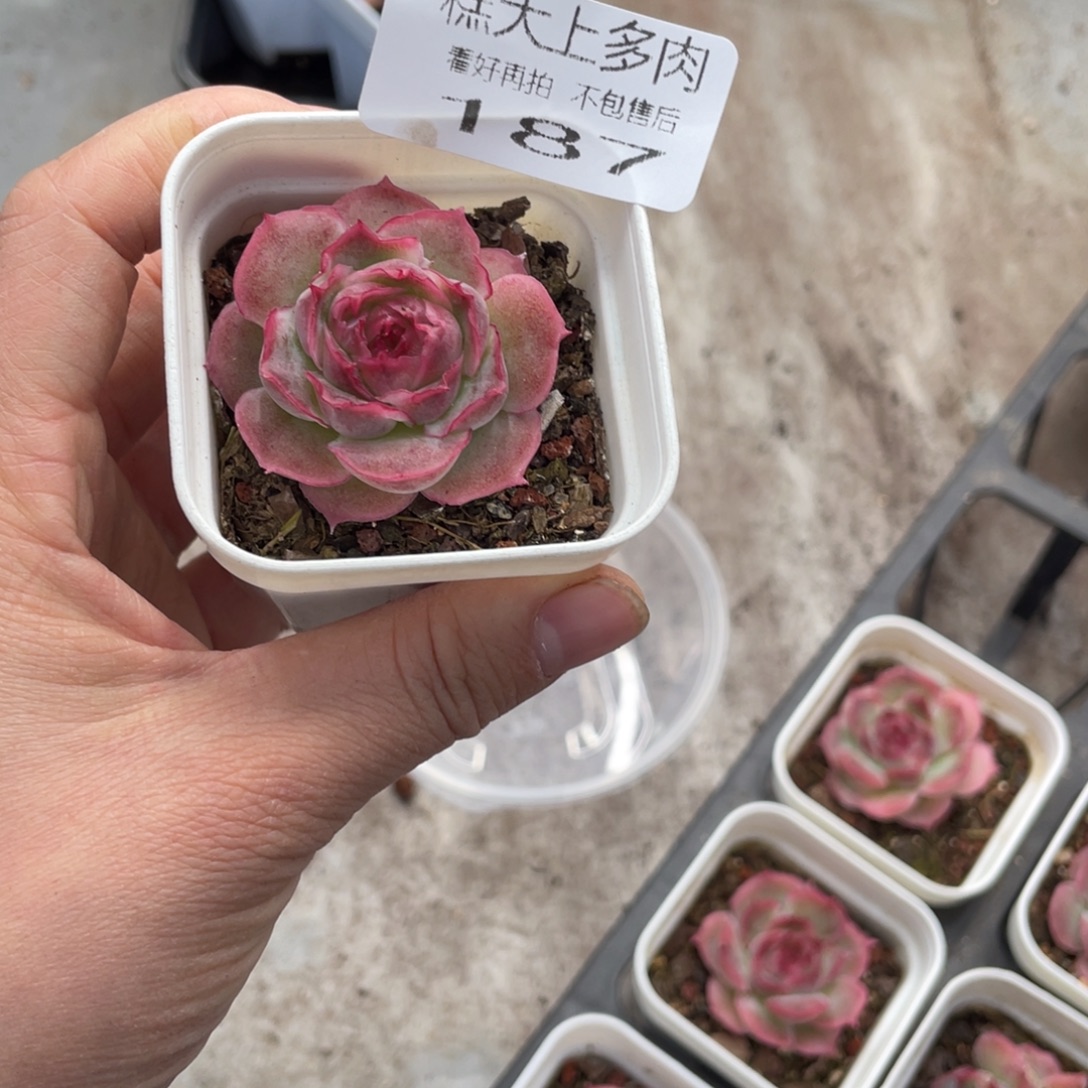 糕大上多肉植物187