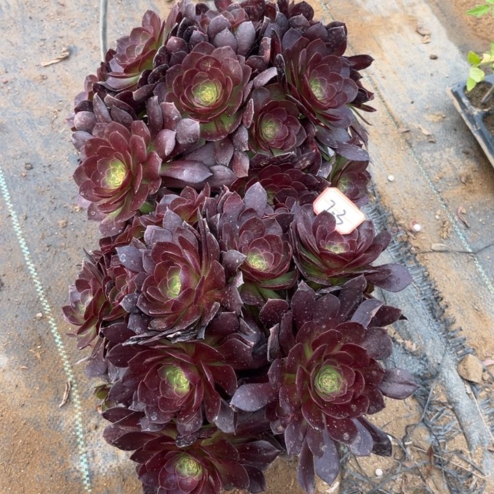 7-3赤焰莲朵朵2福利处理不包售后多肉