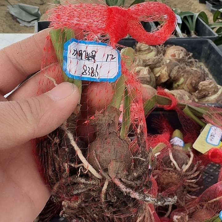 冰肌柔骨朱顶红一组3棵