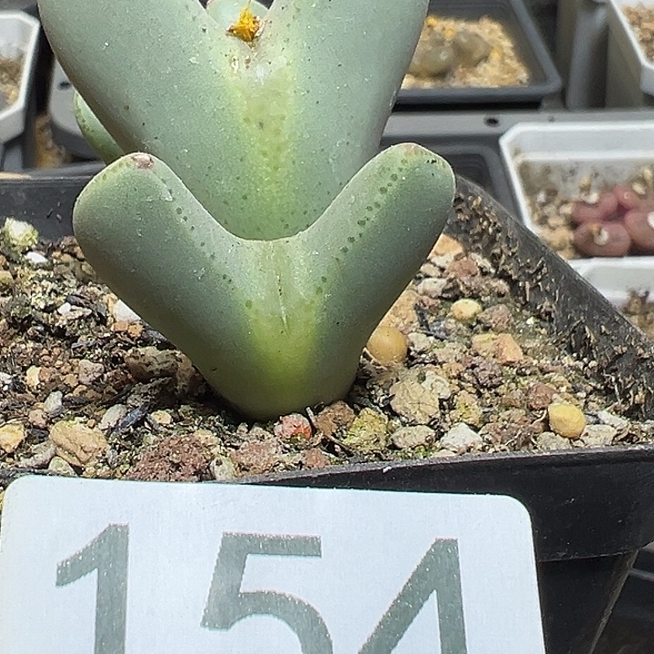 154号特价大将多肉植物