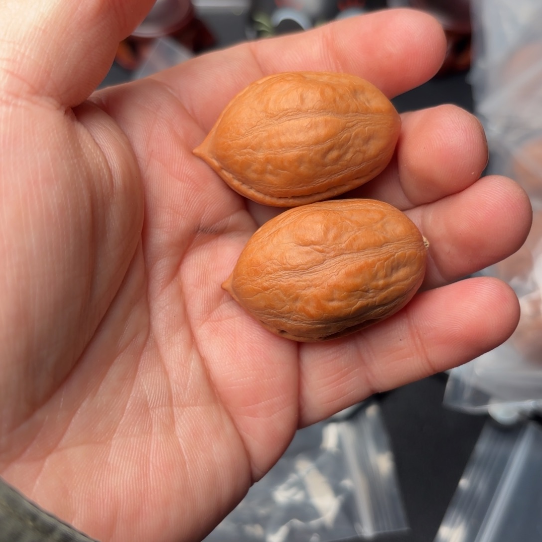 文玩核桃把件67000000