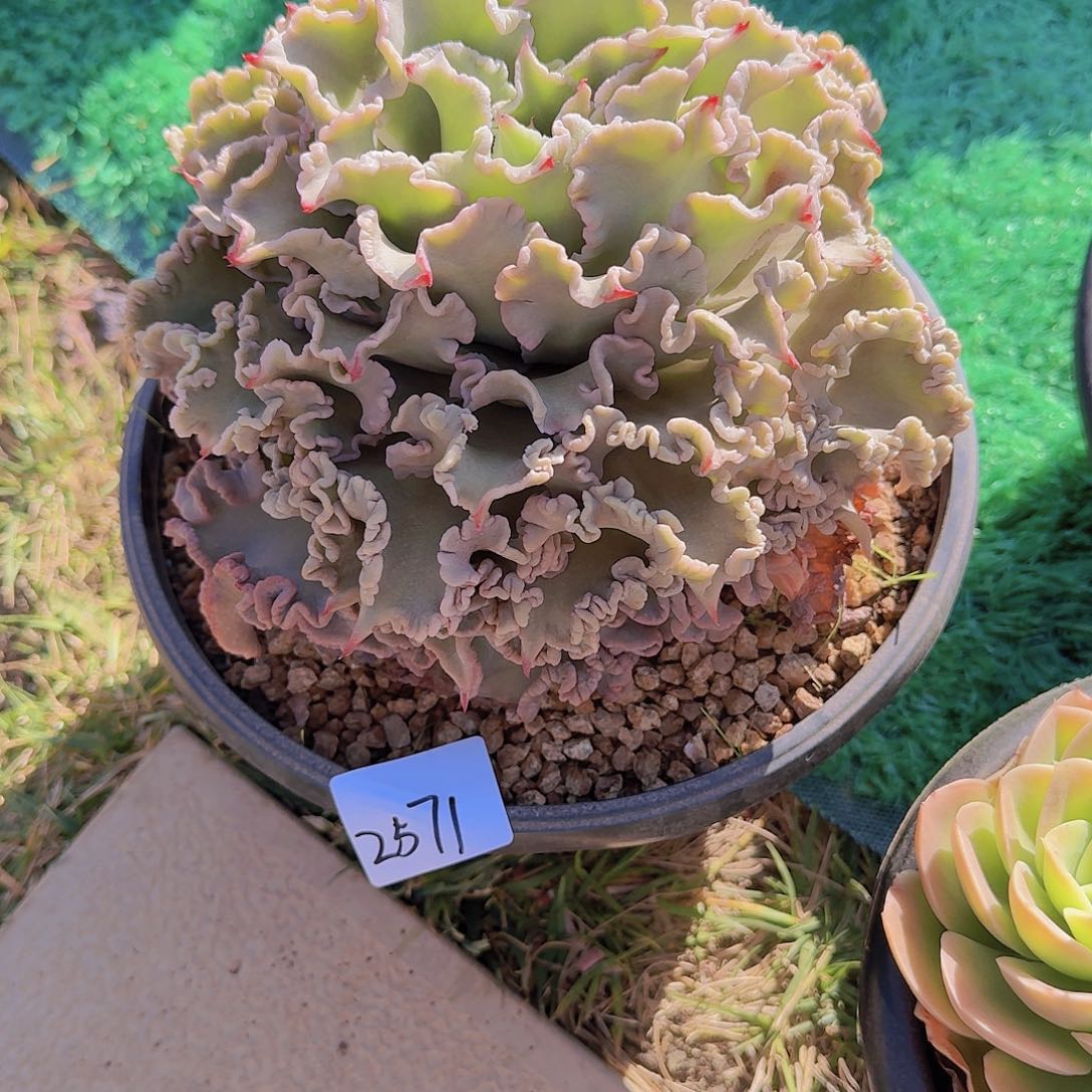 冰*2571饺子皮多肉植物