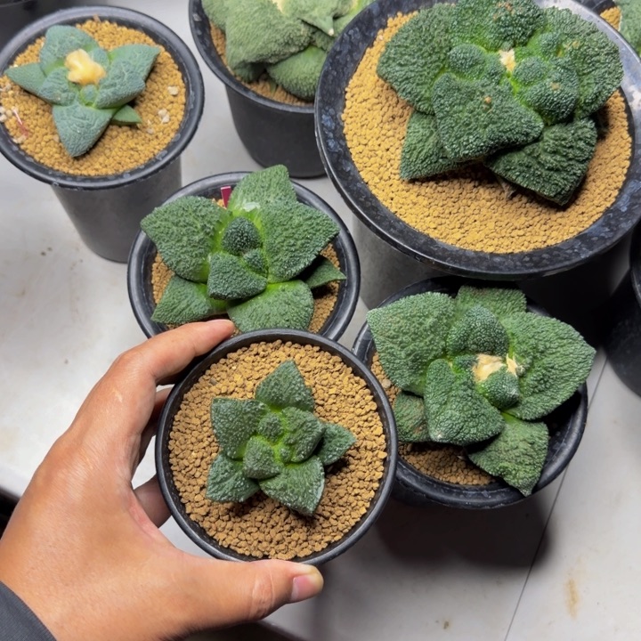 大型顶配版超级哥斯拉