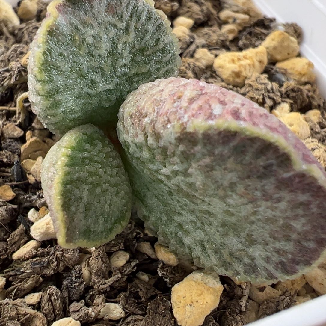 绿色系带冰晶颗粒花斑款多肉植物