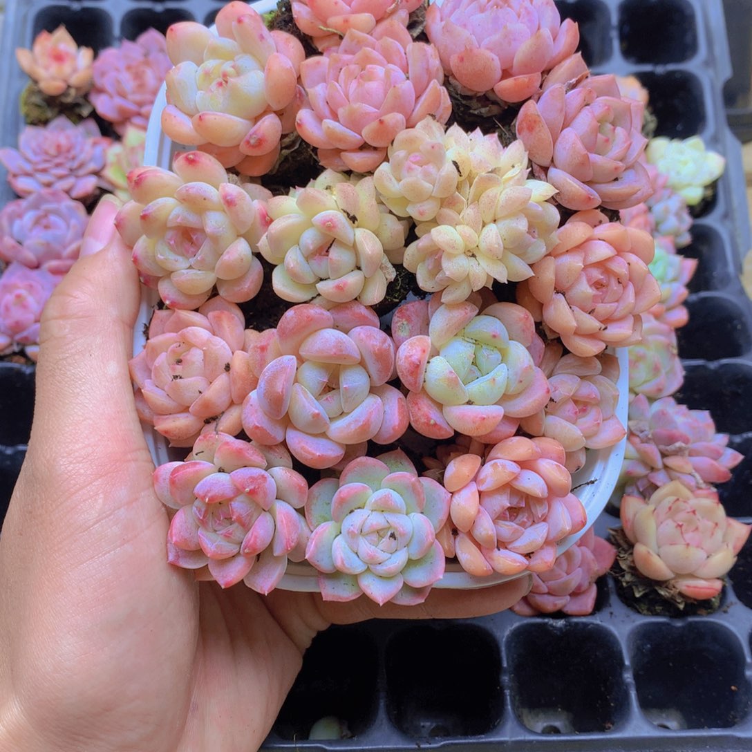 我要去看你了啊056