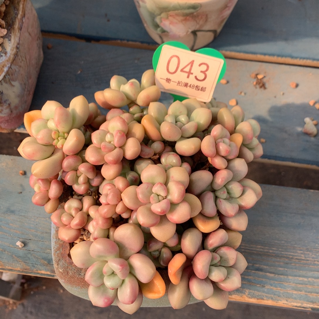 S***）先锋派老桩平头043