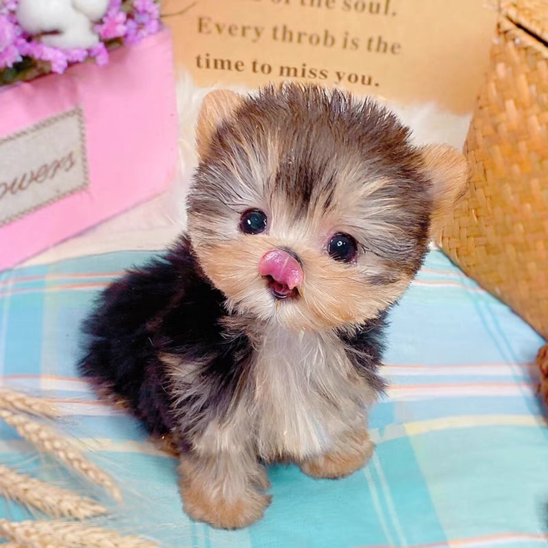 施氏萌宠专属约克夏(一物一拍)宠物幼体活体链接